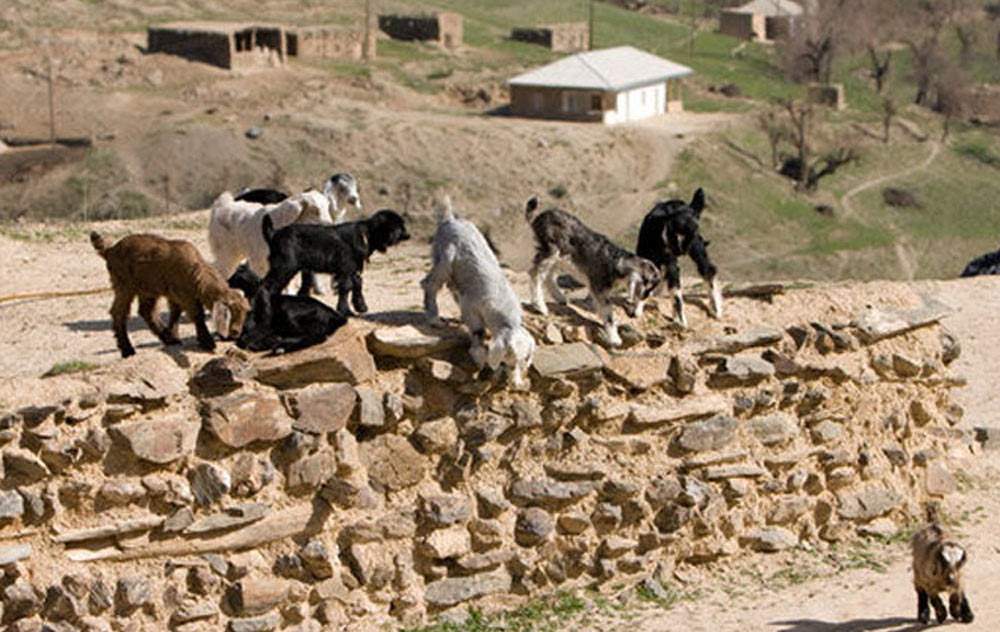 hayat-goats